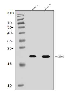 Anti-Claudin 3/CLDN3 Antibody