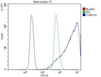 Anti-Coronin 1a/TACO/CORO1A Antibody