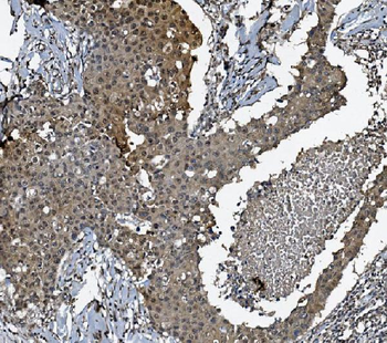 Anti-DCTN1/p150-glued Antibody