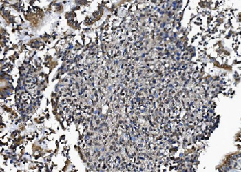Anti-DCTN1/p150-glued Antibody