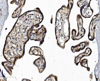 Anti-DCTN1/p150-glued Antibody