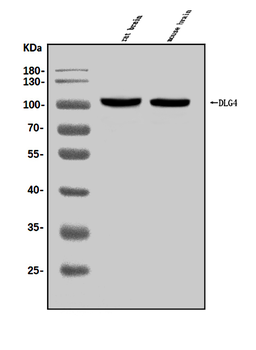 Anti-PSD95/DLG4 Antibody