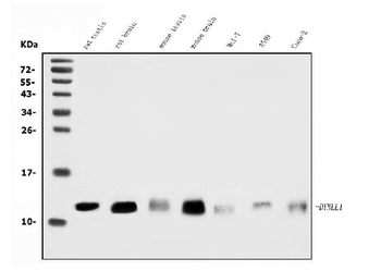 Anti-DYNLL1/PIN Antibody