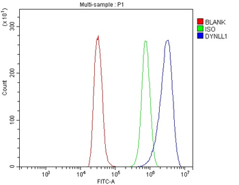 Anti-DYNLL1/PIN Antibody