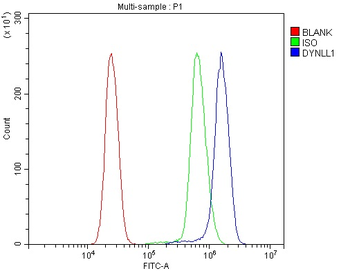 Anti-DYNLL1/PIN Antibody