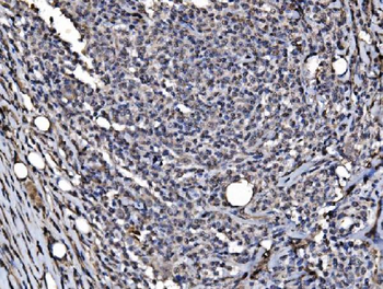 Anti-DYNLL1/PIN Antibody