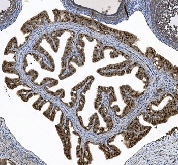 Anti-FOXJ1 Antibody
