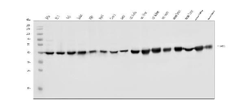 Anti-FABP-1/GOT2 Antibody