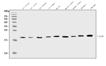 Anti-IL1RA/Il1rn Antibody