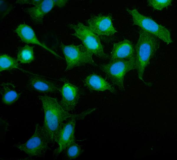 Anti-MIEF1 Antibody