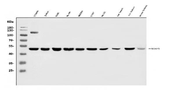 Anti-MIEF1 Antibody