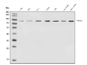Anti-v-Myb/MYBL1 Antibody