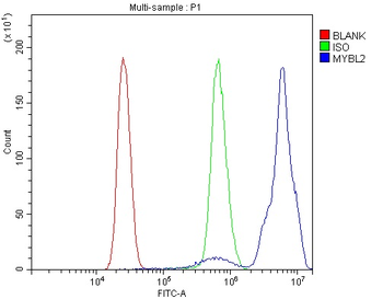 B MyB/MYBL2 Antibody