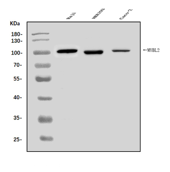 Anti-B MyB/MYBL2 Antibody