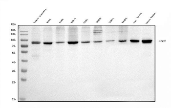 Anti-NSF Antibody