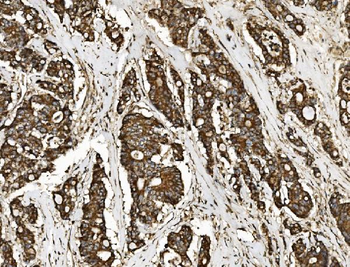 Anti-NSF Antibody