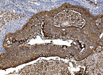 Anti-NSF Antibody