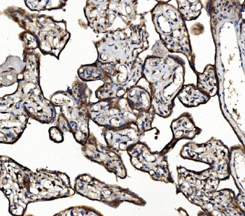 Anti-NSF Antibody