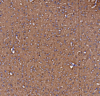 Anti-NSF Antibody