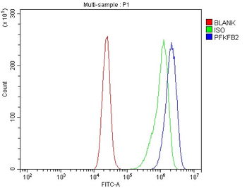 Anti-PFKFB2 Antibody