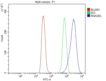 Anti-RNase L/Rnasel Antibody