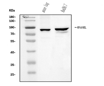 Anti-RNase L/Rnasel Antibody