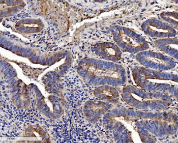 Anti-SEC14L3/TAP2 Antibody