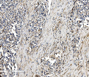Anti-SEC14L3/TAP2 Antibody