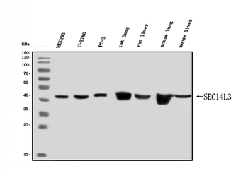 Anti-SEC14L3/TAP2 Antibody