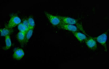 Anti-SEC23A Antibody