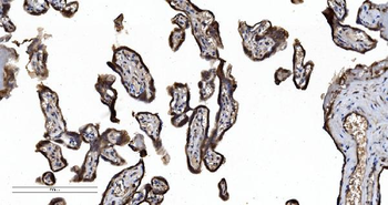 Anti-SEC23A Antibody