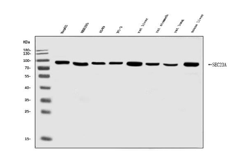 Anti-SEC23A Antibody