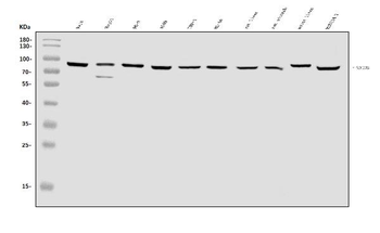 Anti-SEC23B Antibody