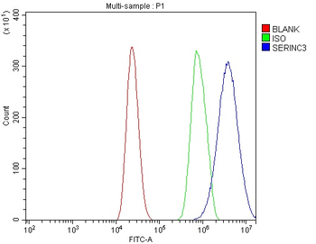 Anti-SERINC3 Antibody