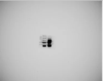 Anti-SERINC3 Antibody