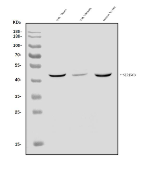 Anti-SERINC3 Antibody