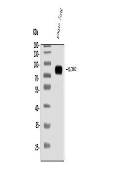 Anti-SLC44A2 Antibody