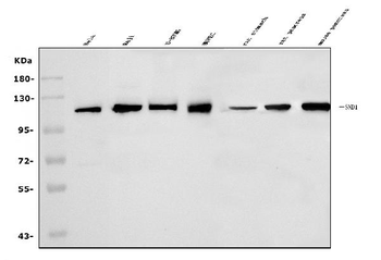 Anti-SND1 Antibody