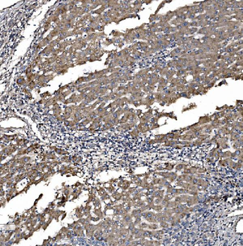 Anti-Astrin/Deepest/SPAG5 Antibody