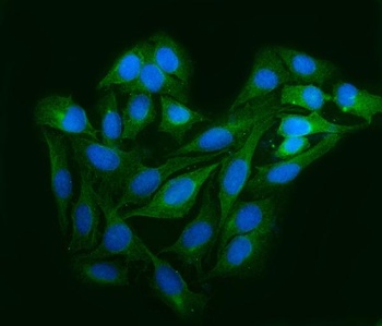 Astrin/Deepest/SPAG5 Antibody