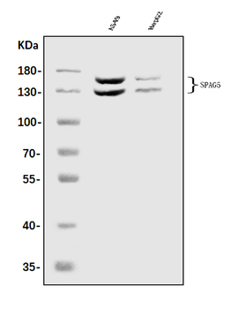 Anti-Astrin/Deepest/SPAG5 Antibody