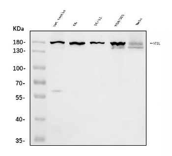 Anti-STIL/SIL Antibody