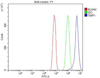 Anti-TIMP1 Antibody