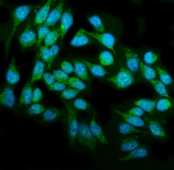 Anti-DAI/ZBP1 Antibody
