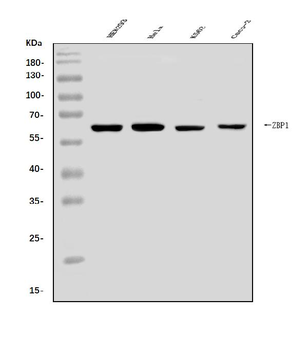 Anti-DAI/ZBP1 Antibody