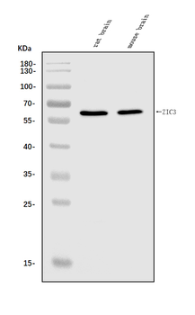 Anti-ZIC3 Antibody