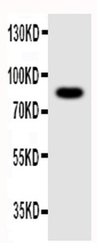 NLRP4G Rabbit Polyclonal Antibody