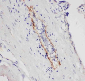 Anti-CD62P/SELP Antibody