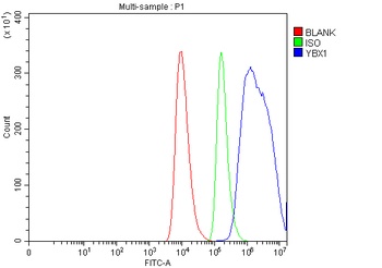 Anti-YB1/YBX1 Antibody