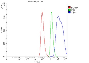 YB1/YBX1 Antibody